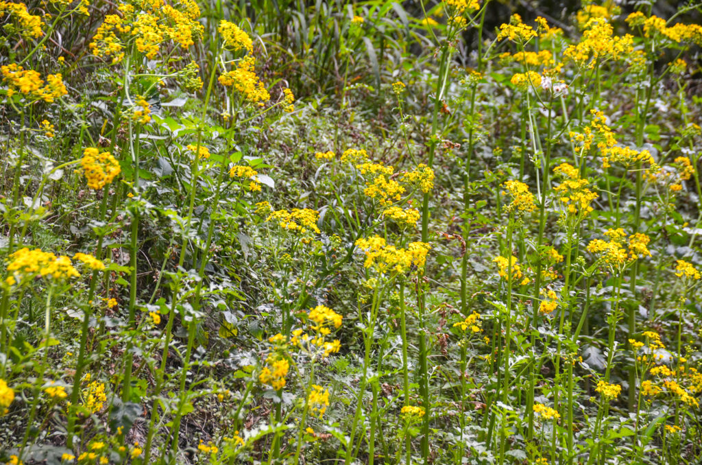 Butterweed - Packera glabella