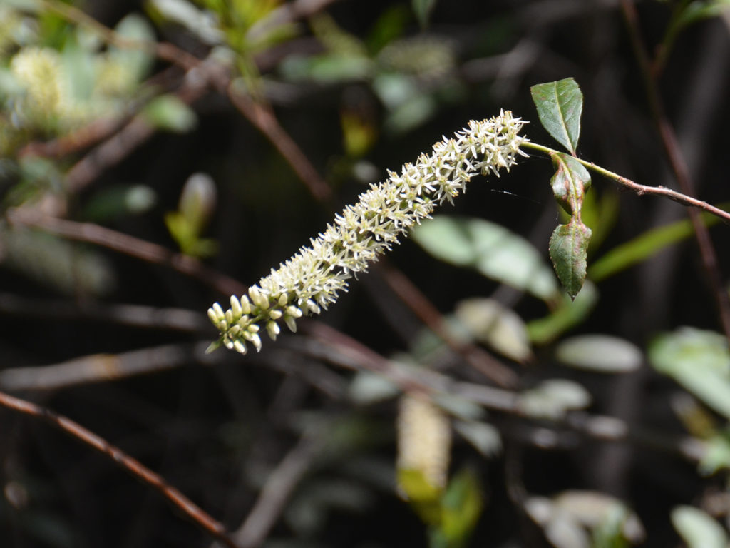 Carolina Willow - Little Manatee River