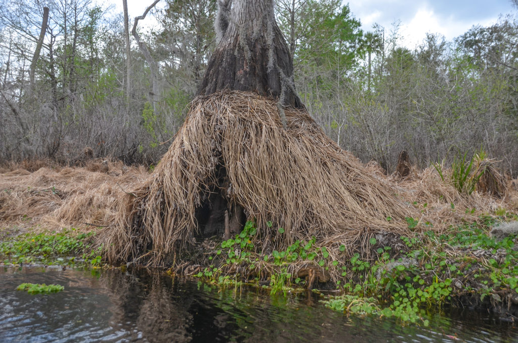 Dead Lake Sedge - Sweetwater Creek