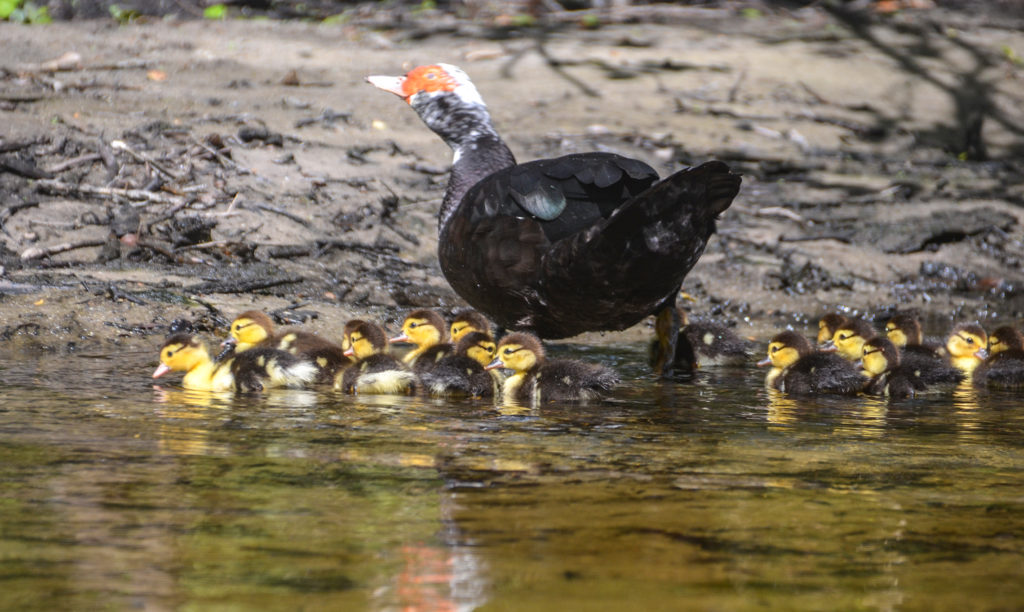 Duck and Ducklings