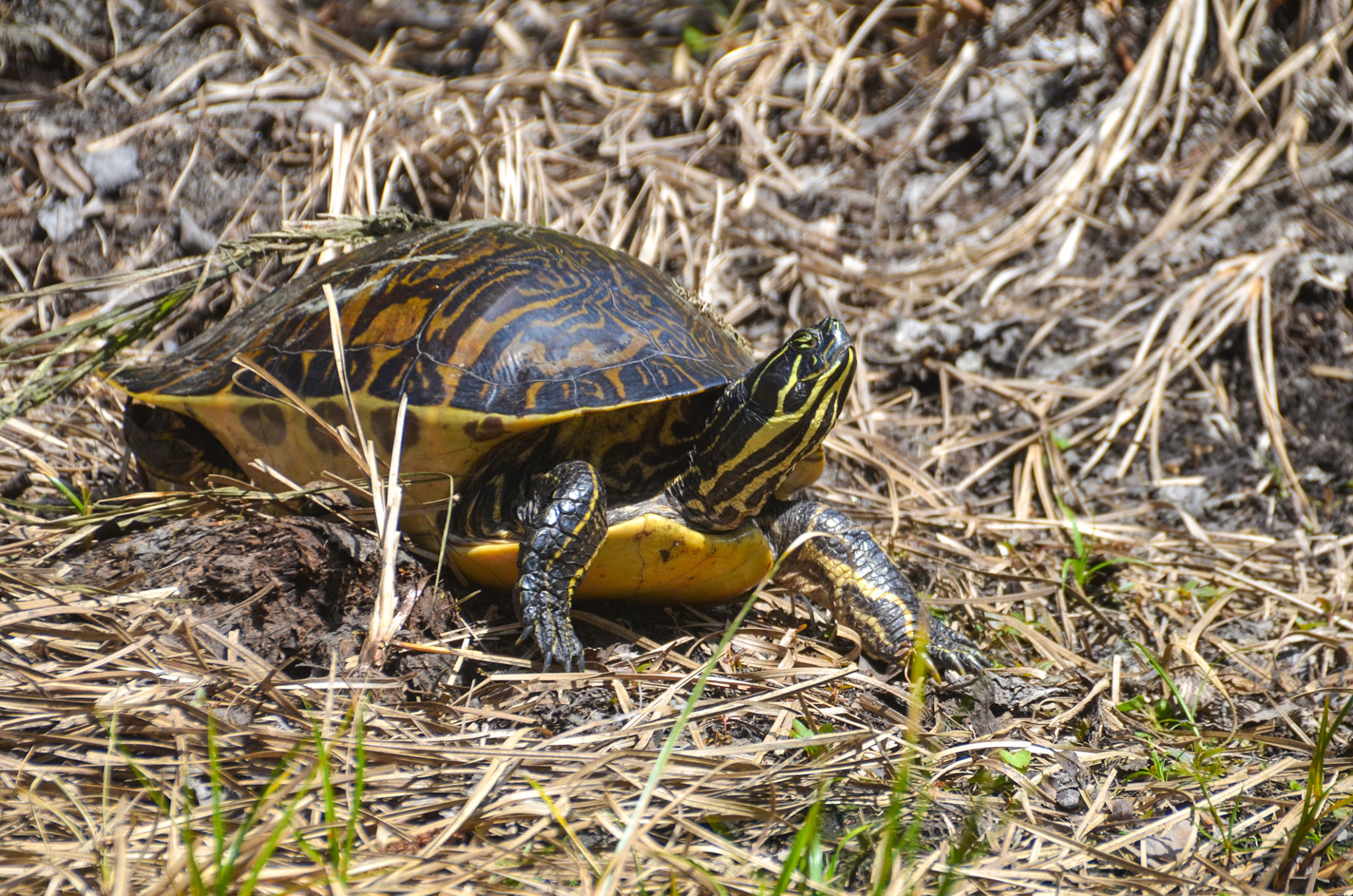 Florida River Cooter – Sweetwater Creek | Florida Paddle Notes