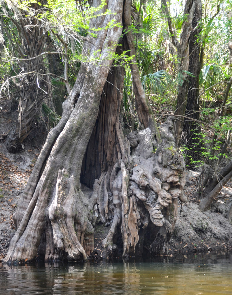 Gargoyle Tree Alafia River