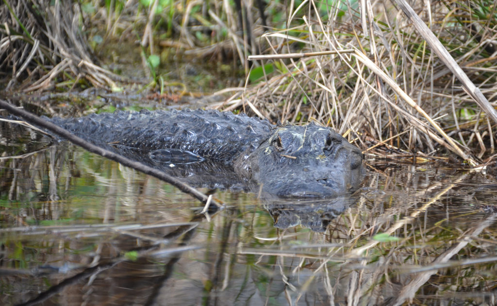 Gator Face Off - Sweetwater Creek