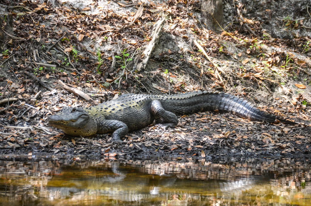 Gator along the Alafia River