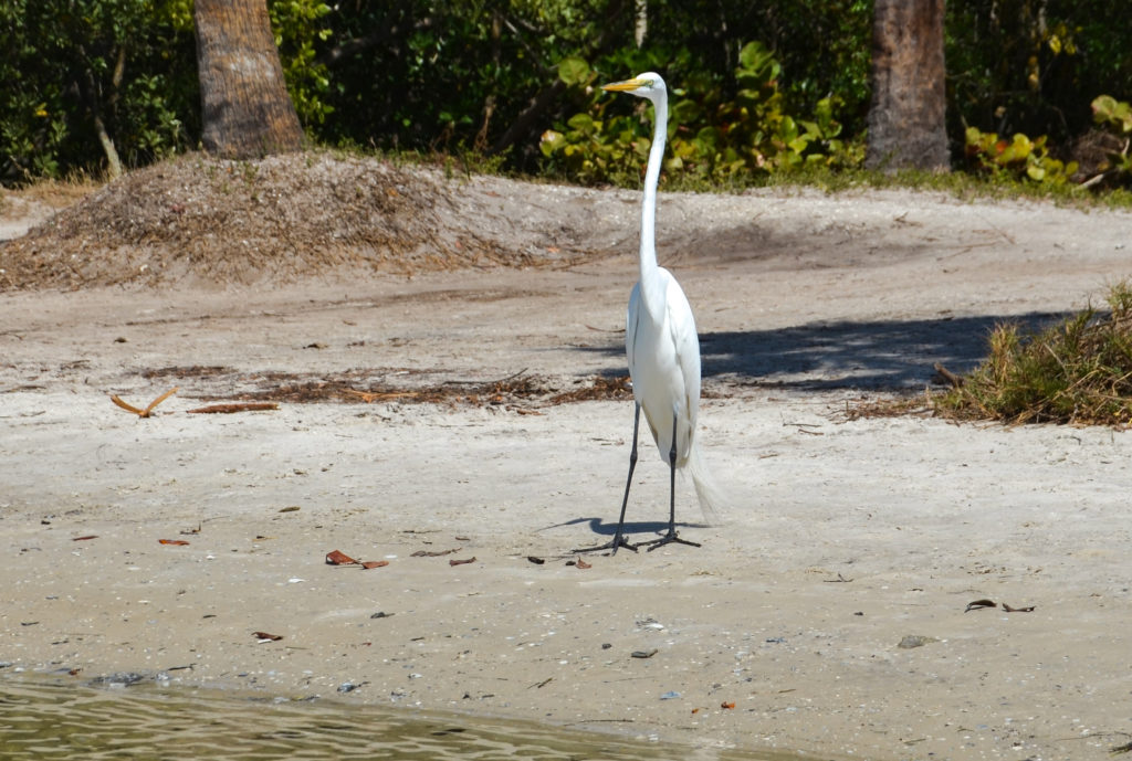 Heron Send Off on Cockroach Bay