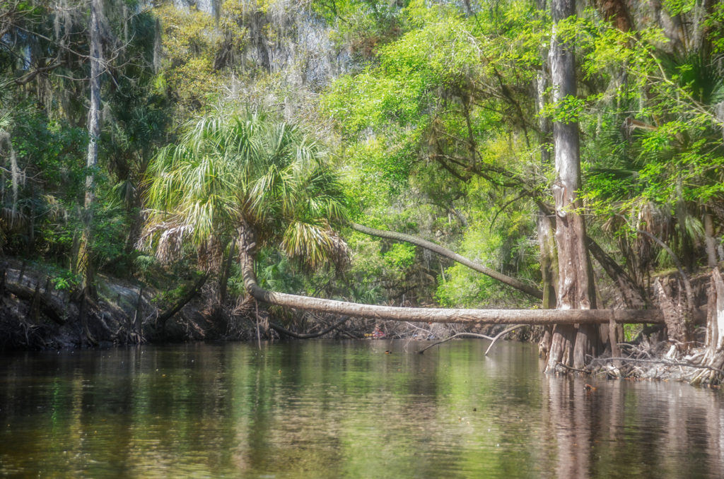 Horizontal Palm - Alafia River