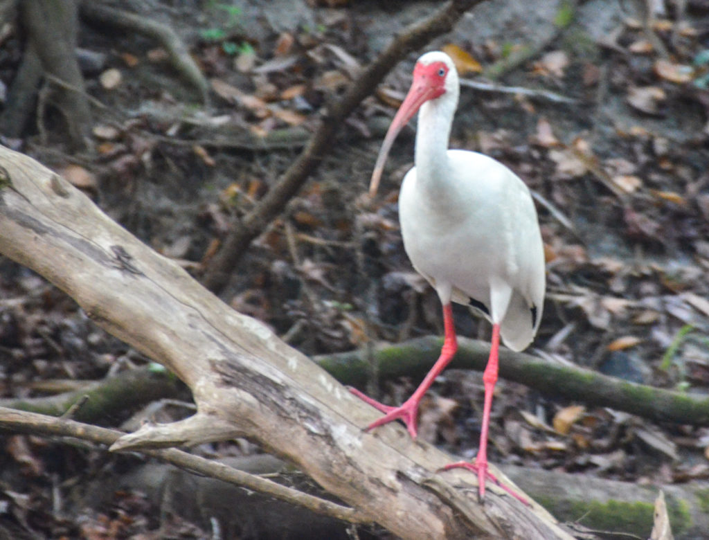 Ibis - Alafia River