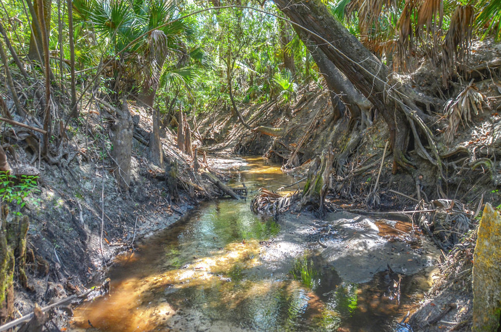 Incomming Side Creek - Alafia River