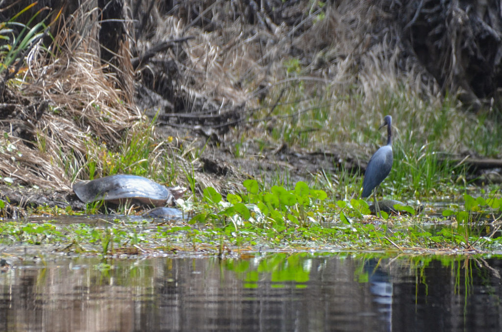 Large Softshell Turtle