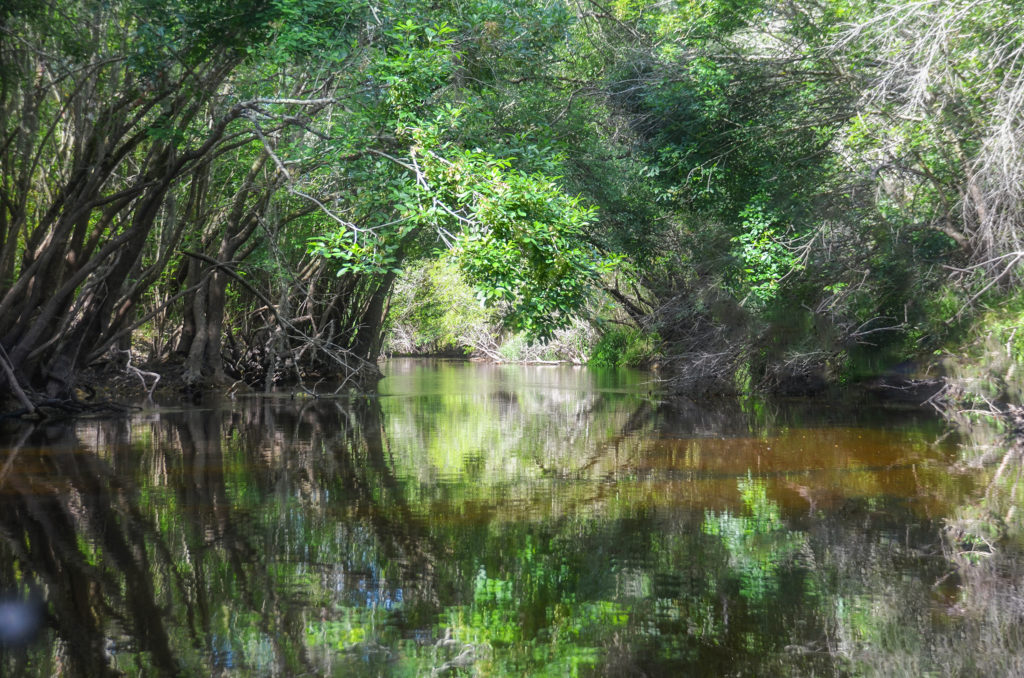 Little Manatee River Canopy