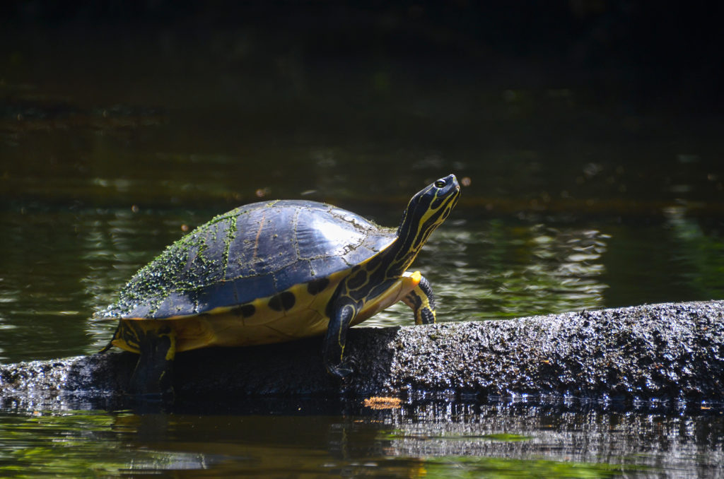 Little Manatee River Cooter