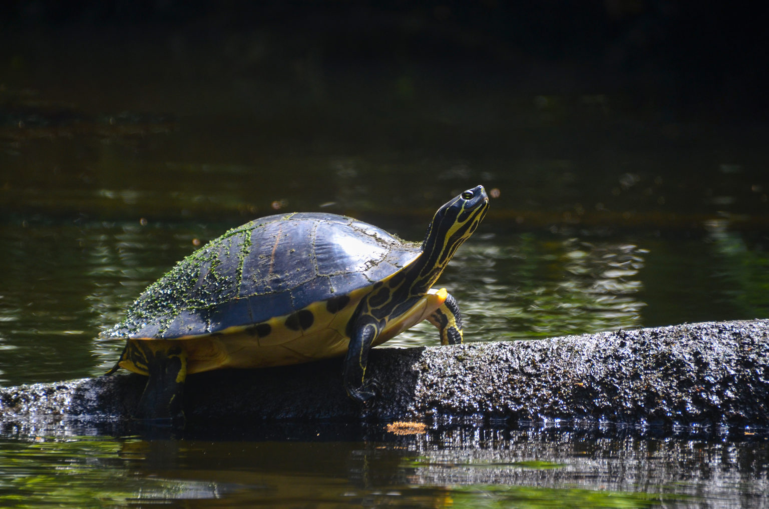 Little Manatee River Cooter | Florida Paddle Notes