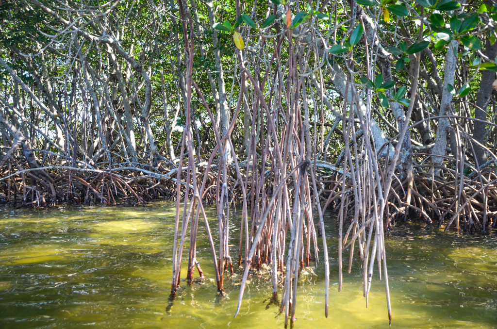 Mangrove roots reaching into water