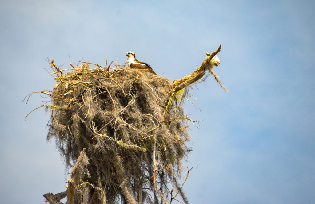 Osprey Nest - Sweetwater Creek