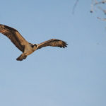 Osprey Observes over Sweetwater Creek