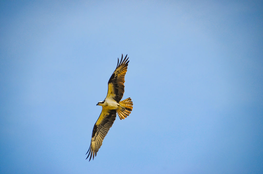 Osprey in Flight - Sweetwater Creek