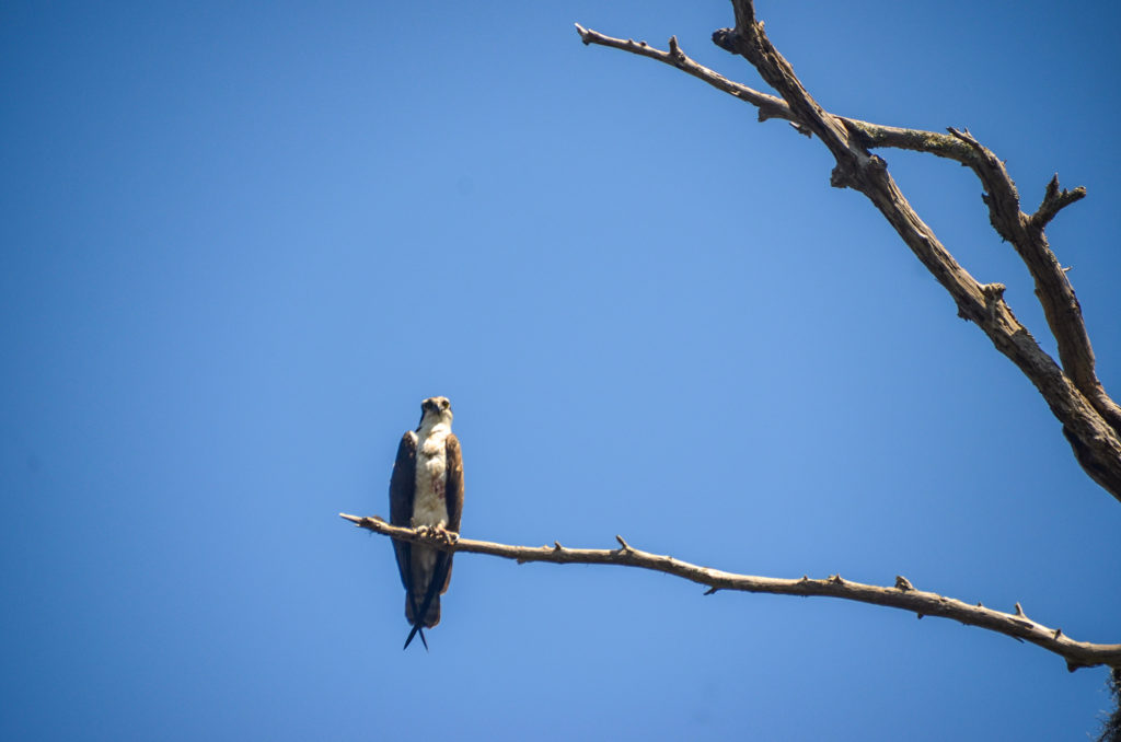 Osprey on Watch - Bulow Creek