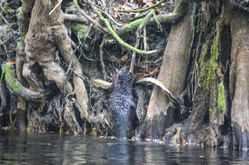 Otter Climbs the Alafia River bank