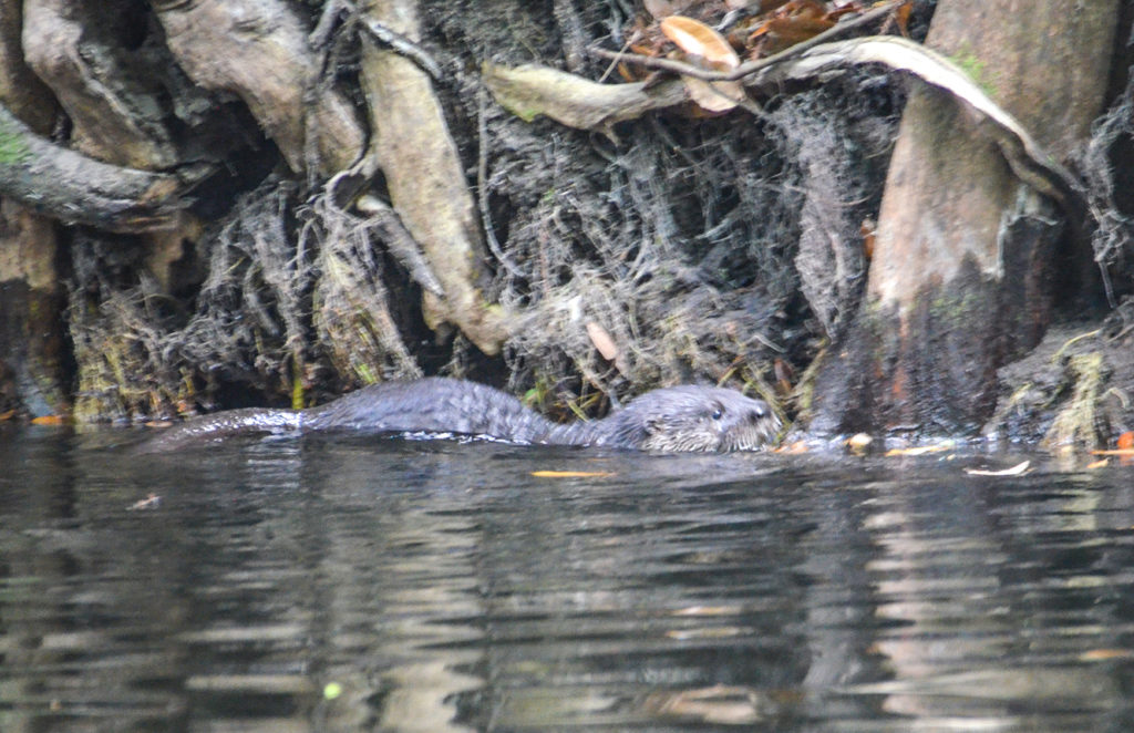 Otter on the Alafia River