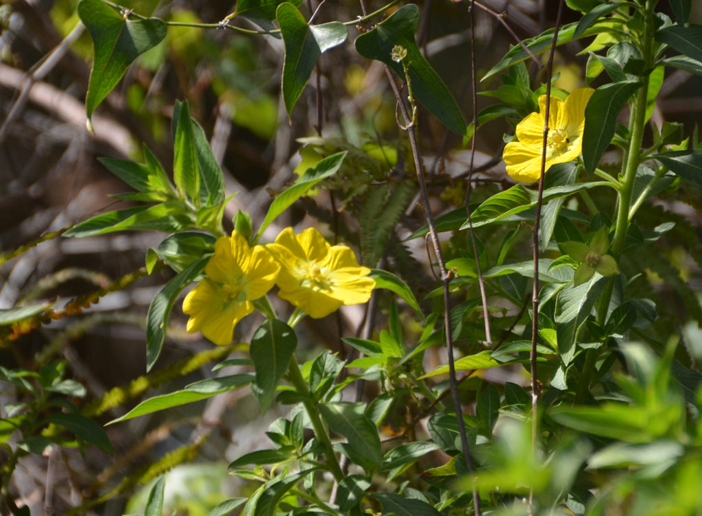 Peruvian Water Primrose - Little Manatee River