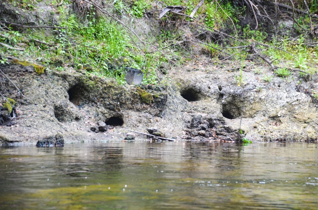 Plecostomus Holes - Alafia River