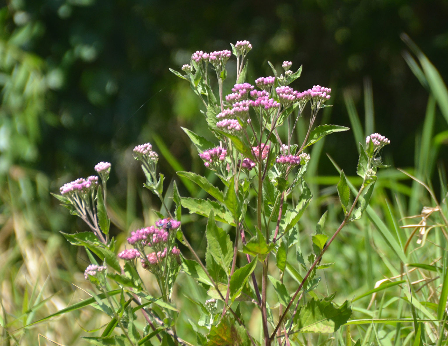 Salt Marsh Fleabane Little Manatee River Florida Paddle Notes