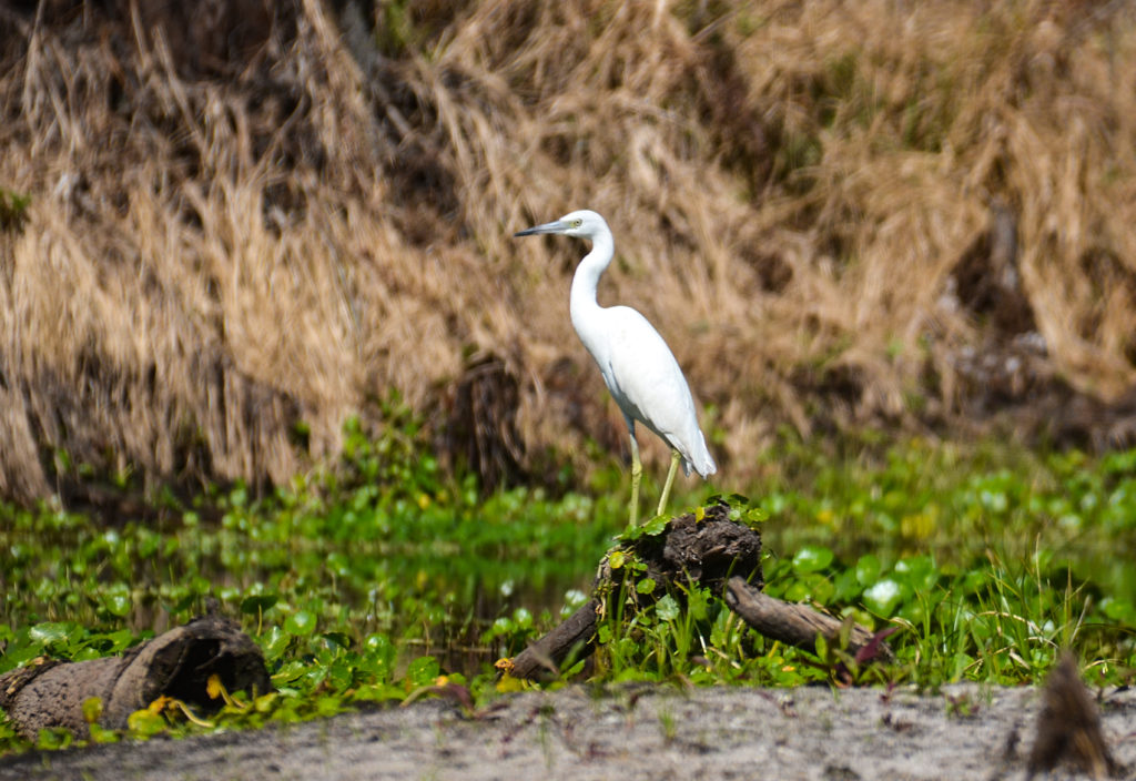 Snowy Egret on Sweetwater Creek