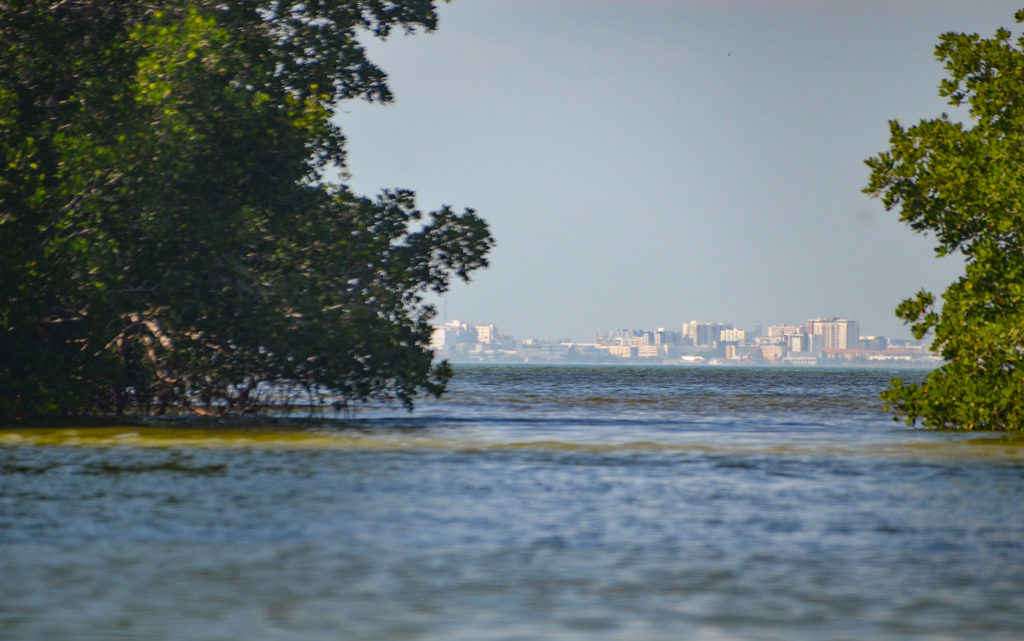 St. Petersburg through the mangroves