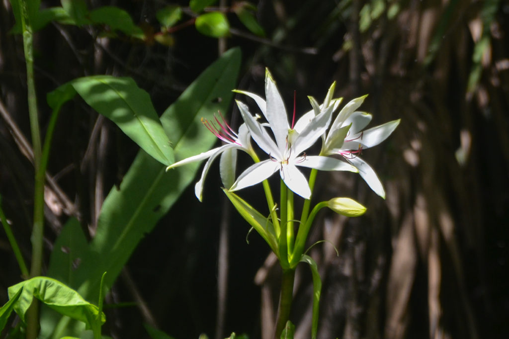 Swamp Lilly - Little Manatee River