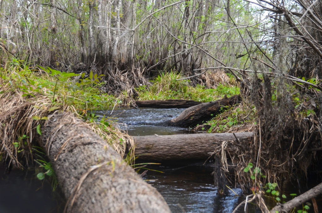 Sweetwater Creek Blockage