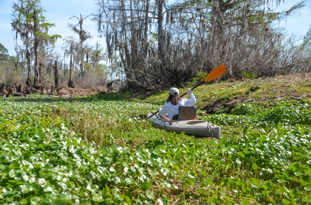 Sweetwater Vegetative Clog