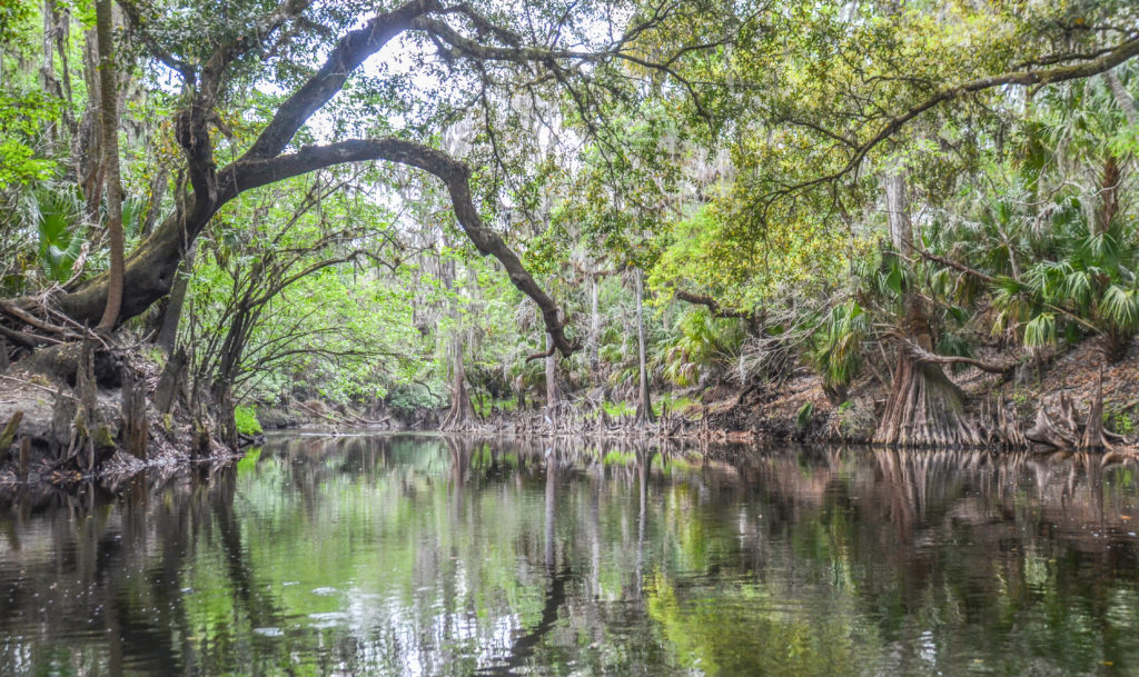 The Alafia River  Florida Paddle Notes