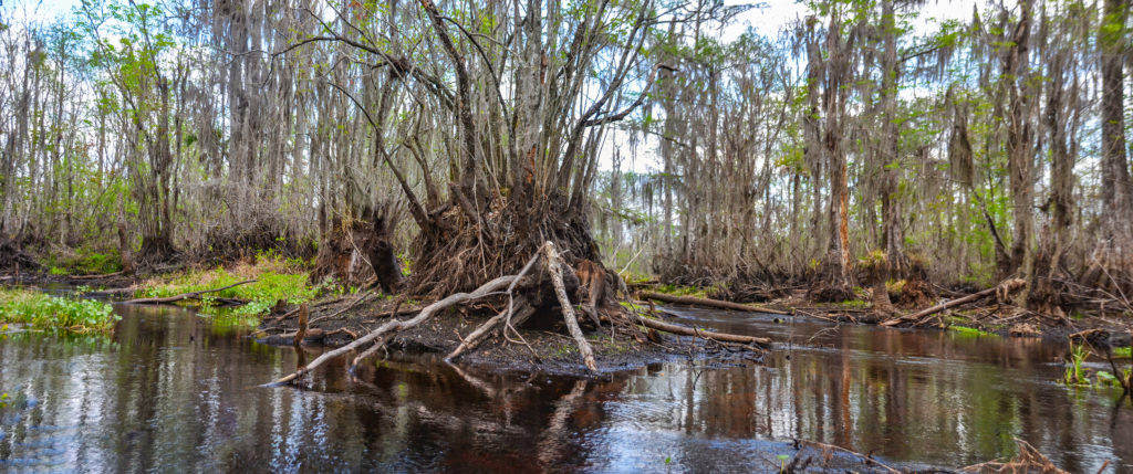 The Fork in the Creek