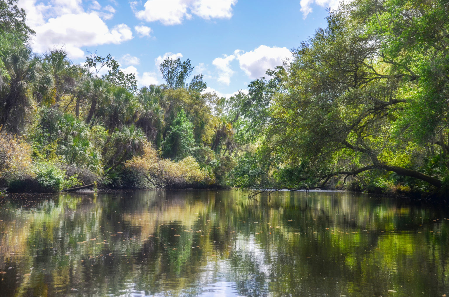 Florida Paddle Notes Little Manatee River