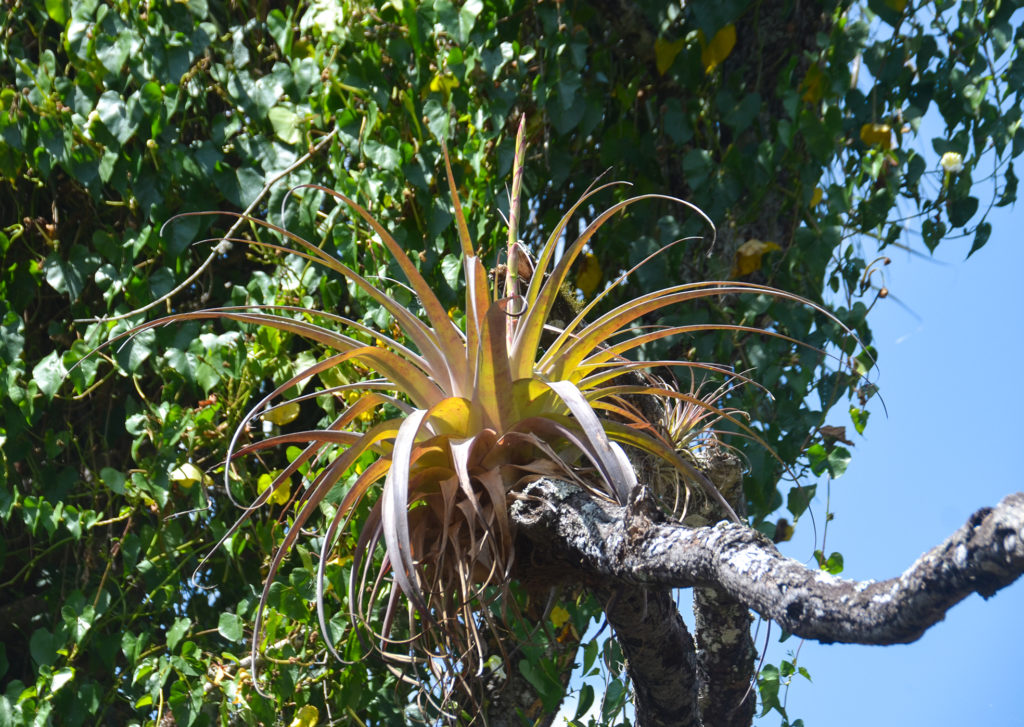 Tillandsia spp - Little Manatee River