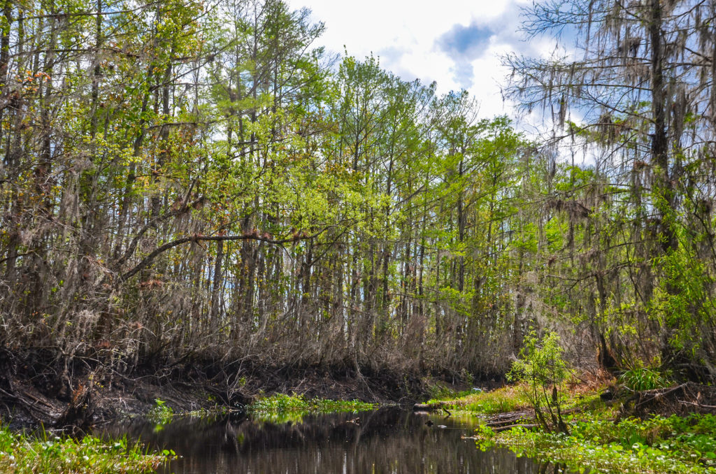 Treeline Bank - Sweetwater Creek