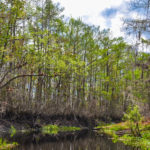 Treeline Bank - Sweetwater Creek