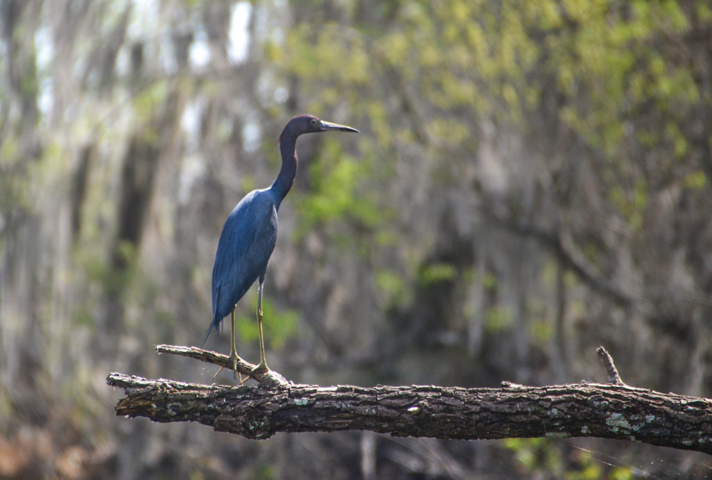 Tri-Colored Heron - Sweetwater Creek