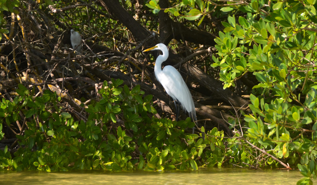 White Heron on Cockroach Bay