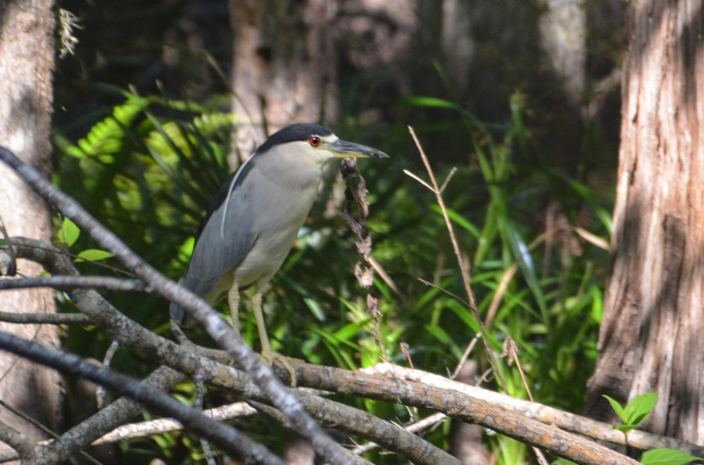 Black Crowned Night Heron - Haw Creek