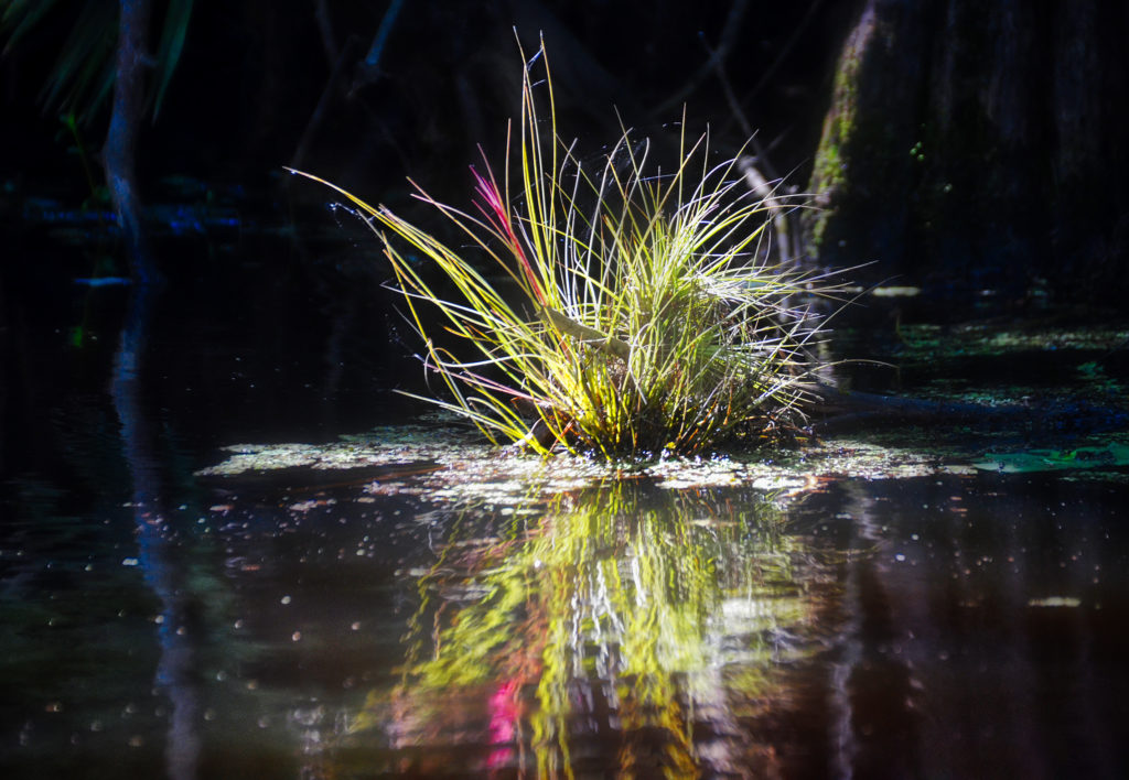 Floating Tillandsia