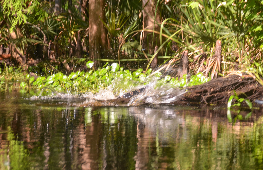 Gator Enters Water - Haw Creek