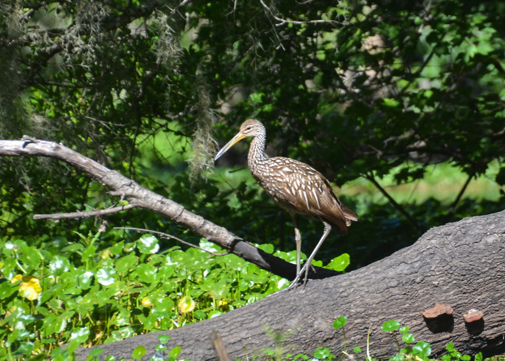 Limpkin - Haw Creek