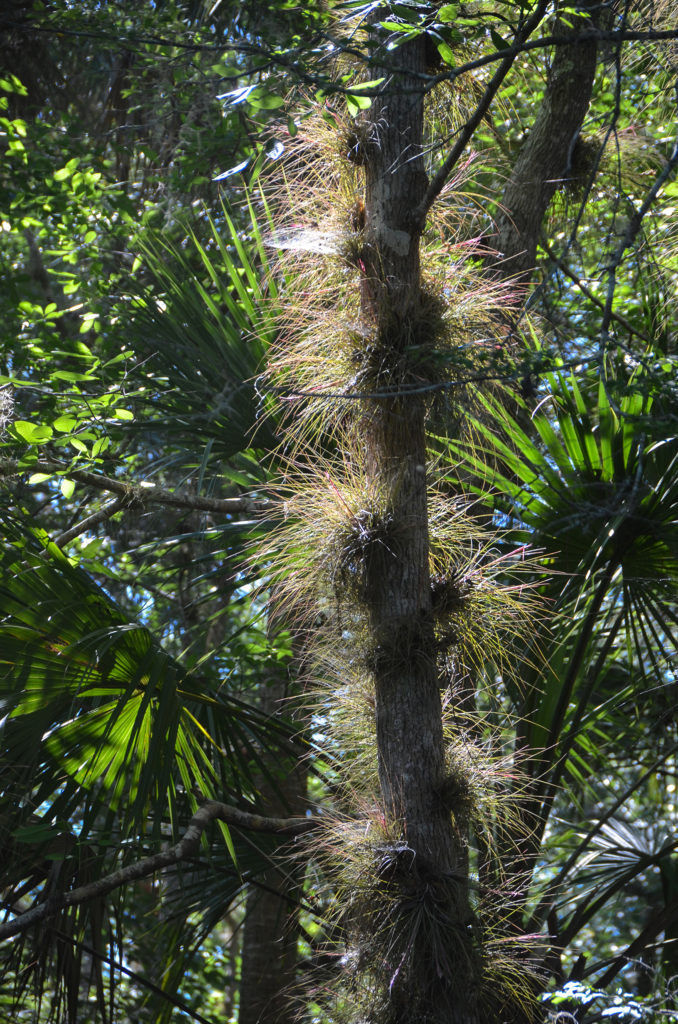 Tillandsia on Haw Creek