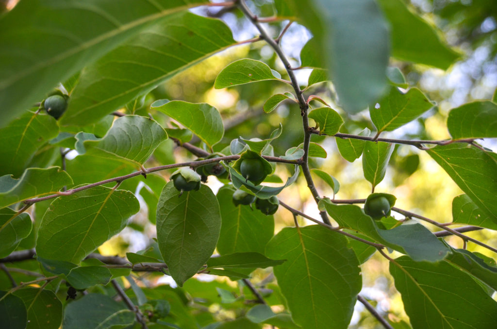 Unidentified Tree - Haw Creek