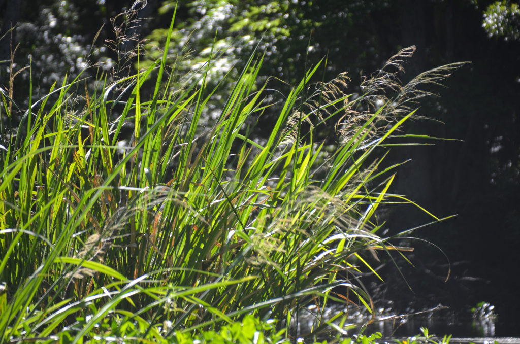 Wild Rice - Haw Creek