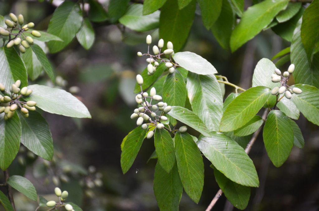 American Rattan - Berchemia scandens