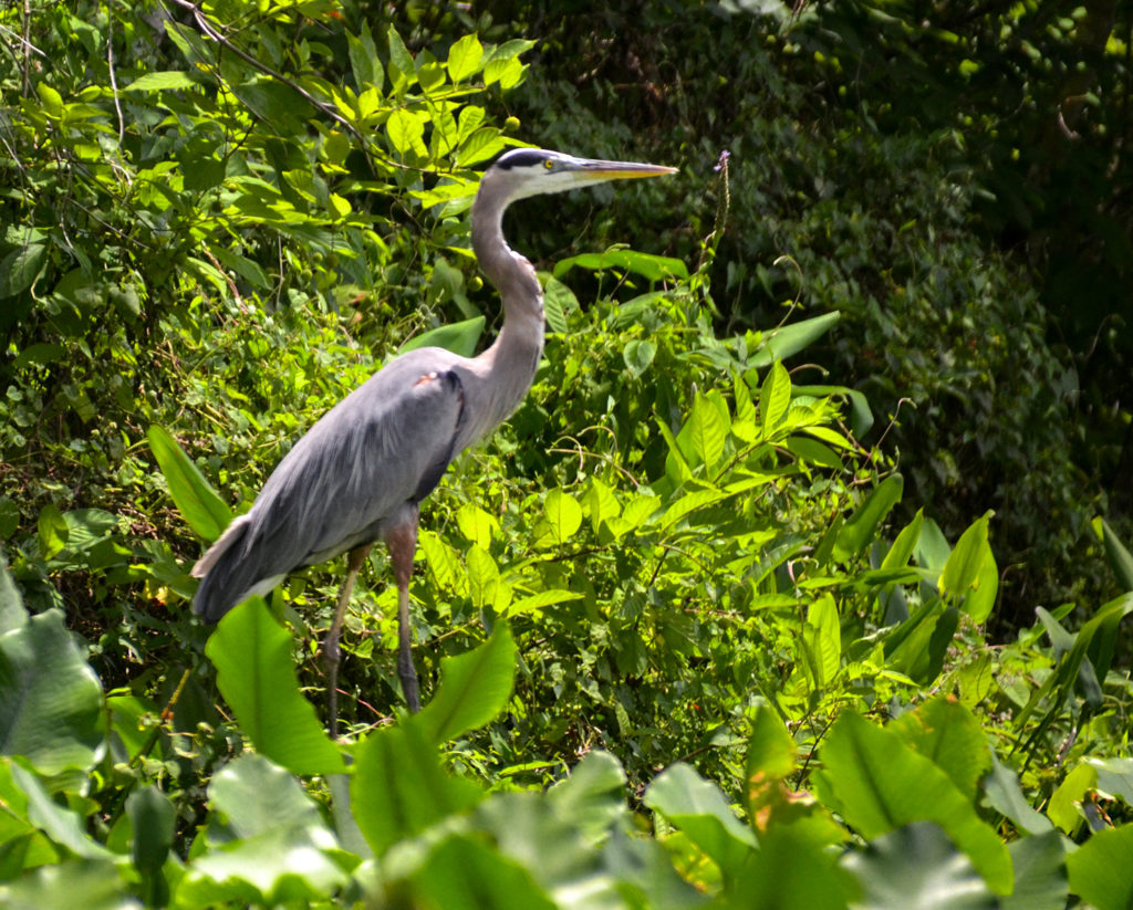 Blue Heron on Bear Creek