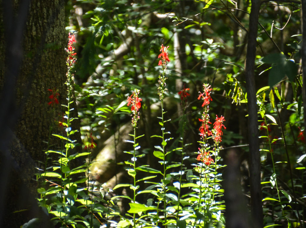 Cardinal Flower along Bear Creek