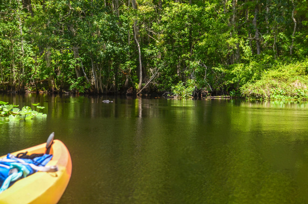 Gator waiting on Bear Creek